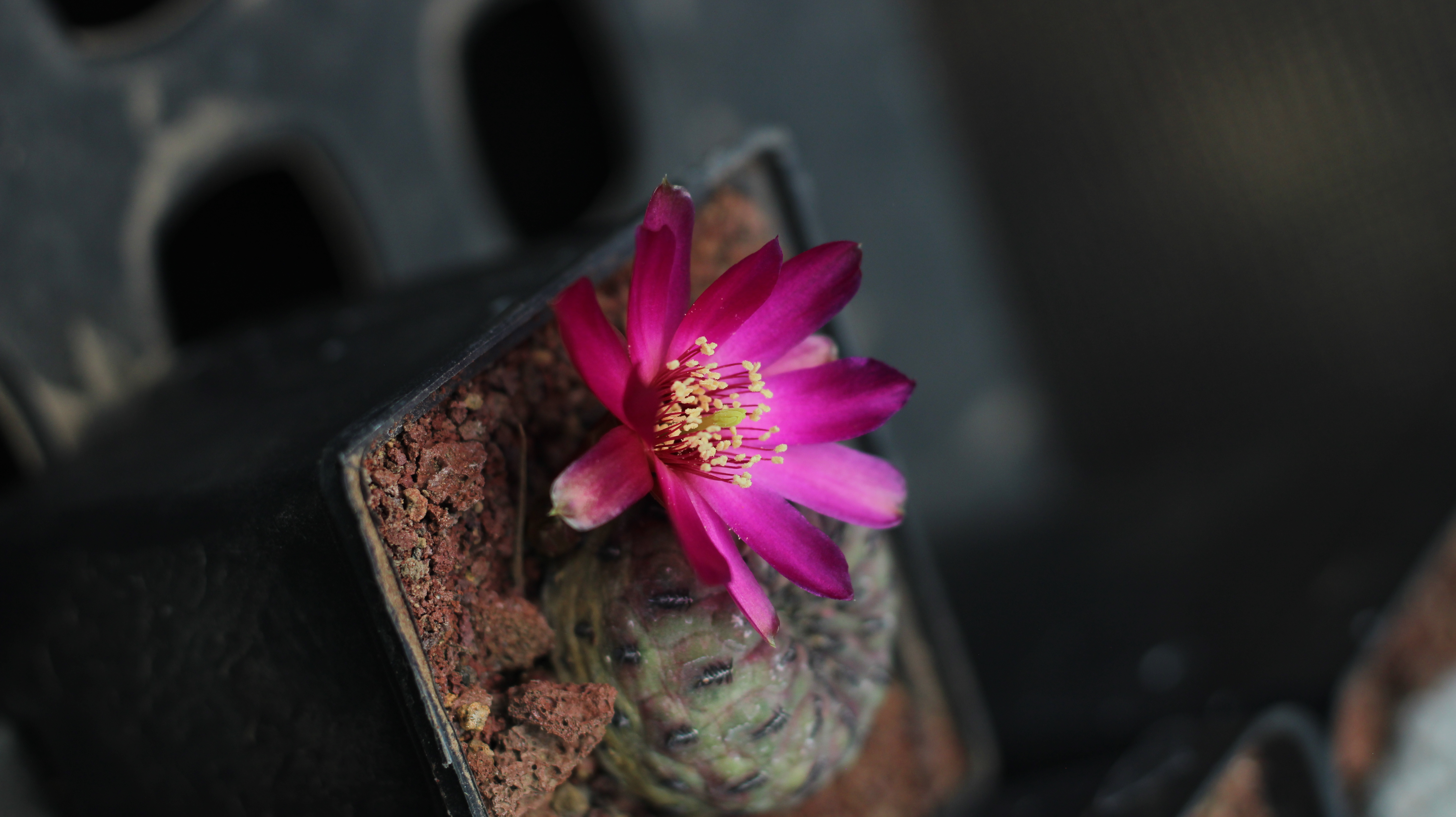 ivata plantas