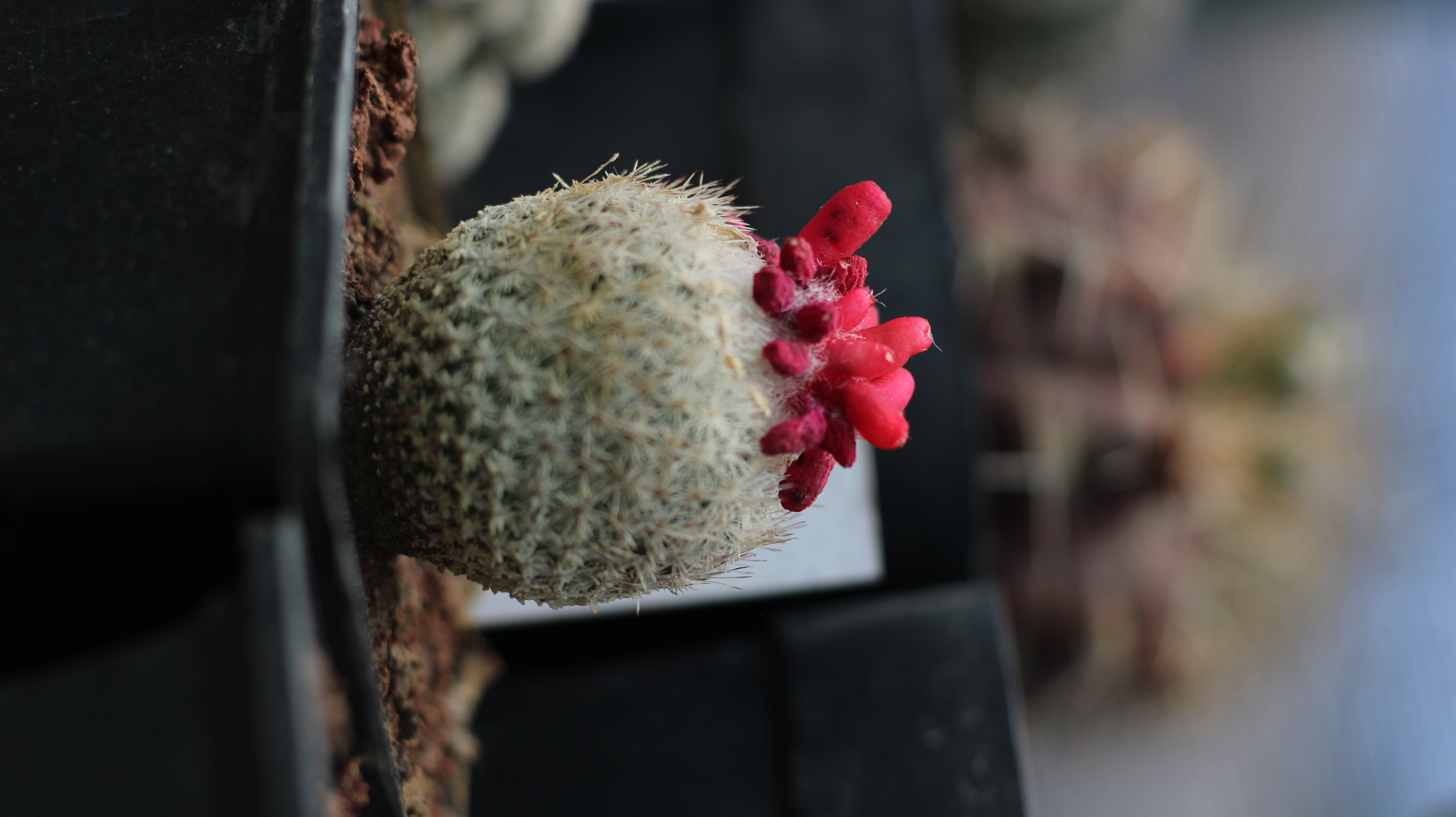 ivata plantas