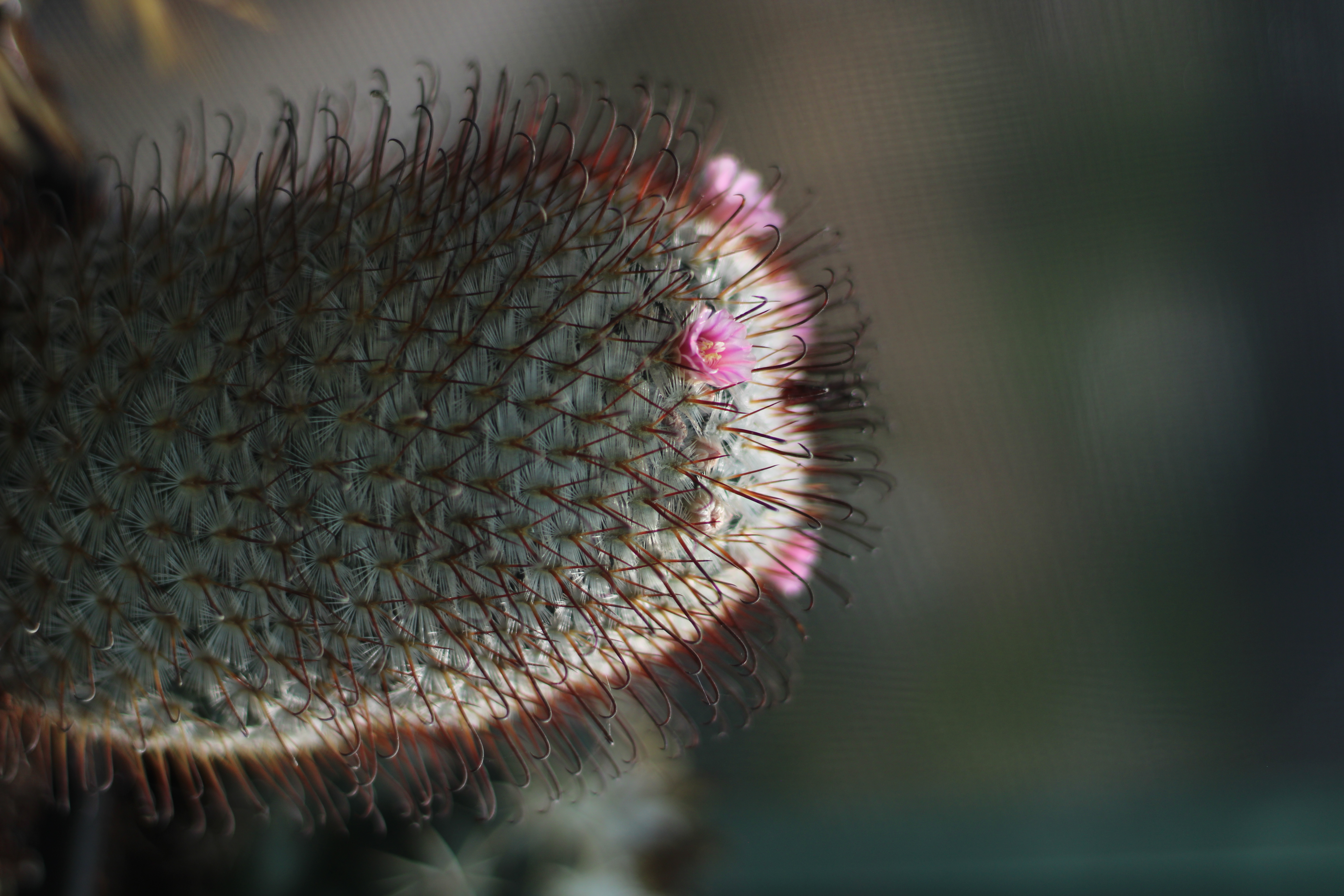ivata plantas