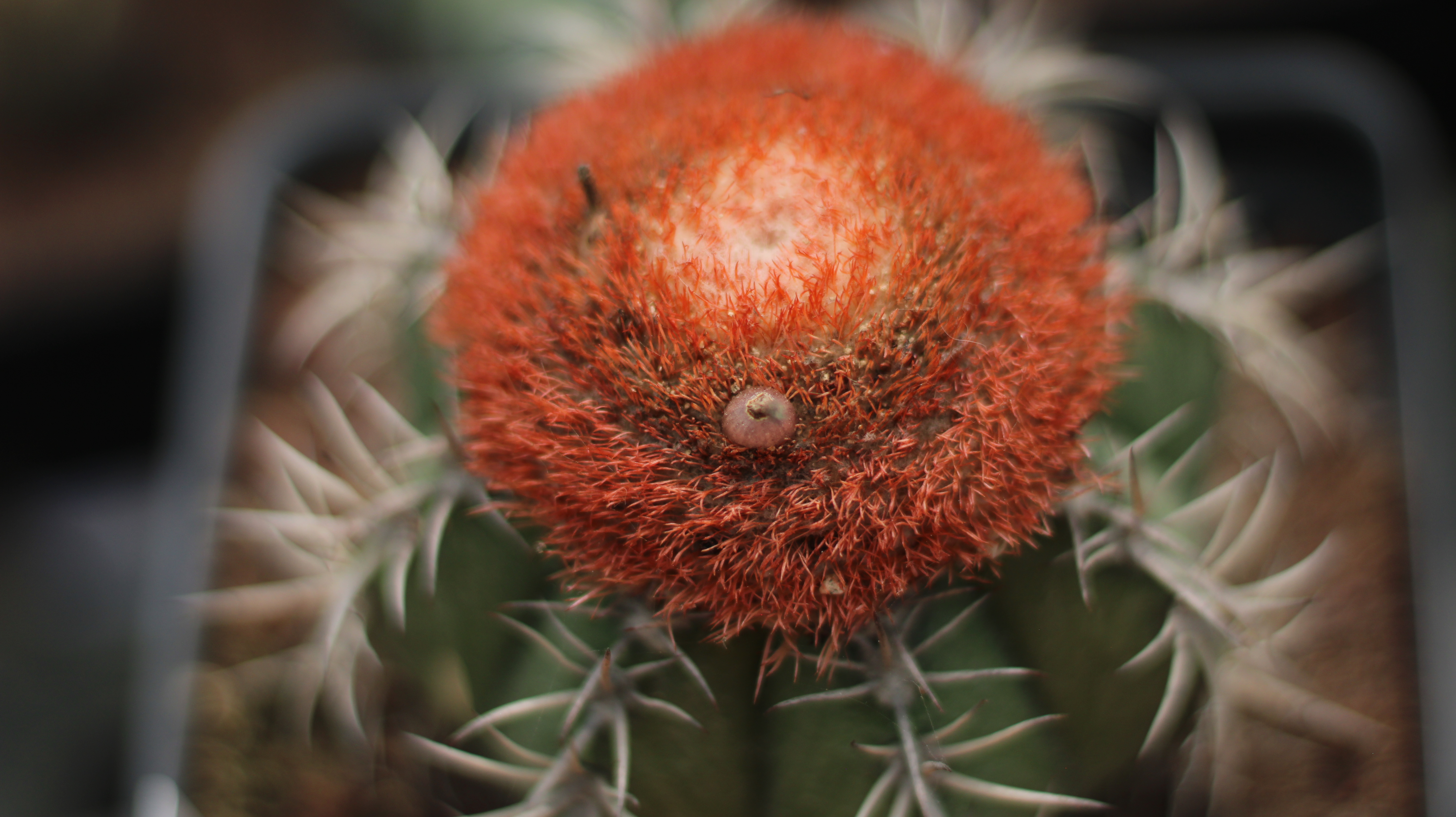 Melocactus matanzanus