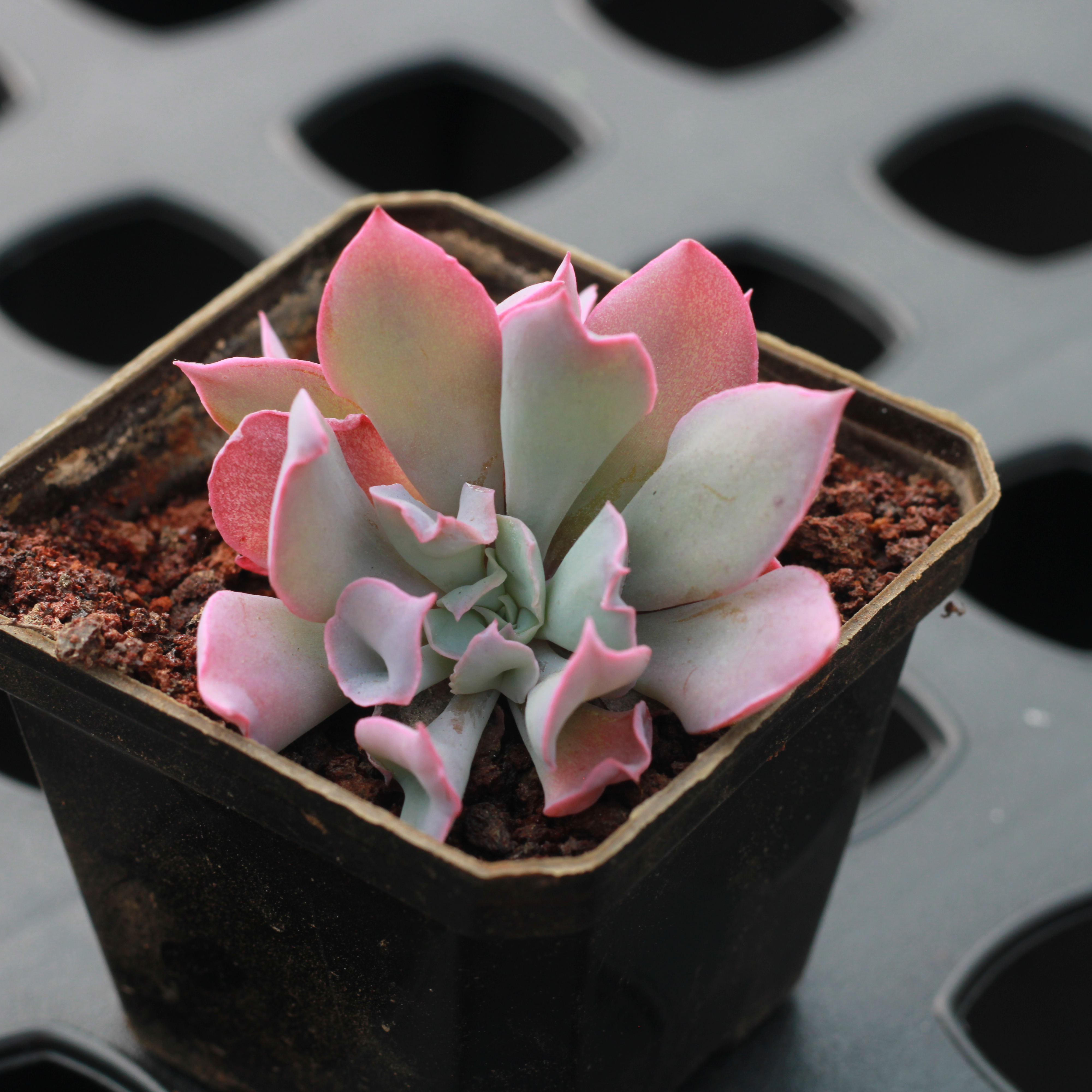 Echeveria Pink Trumpet