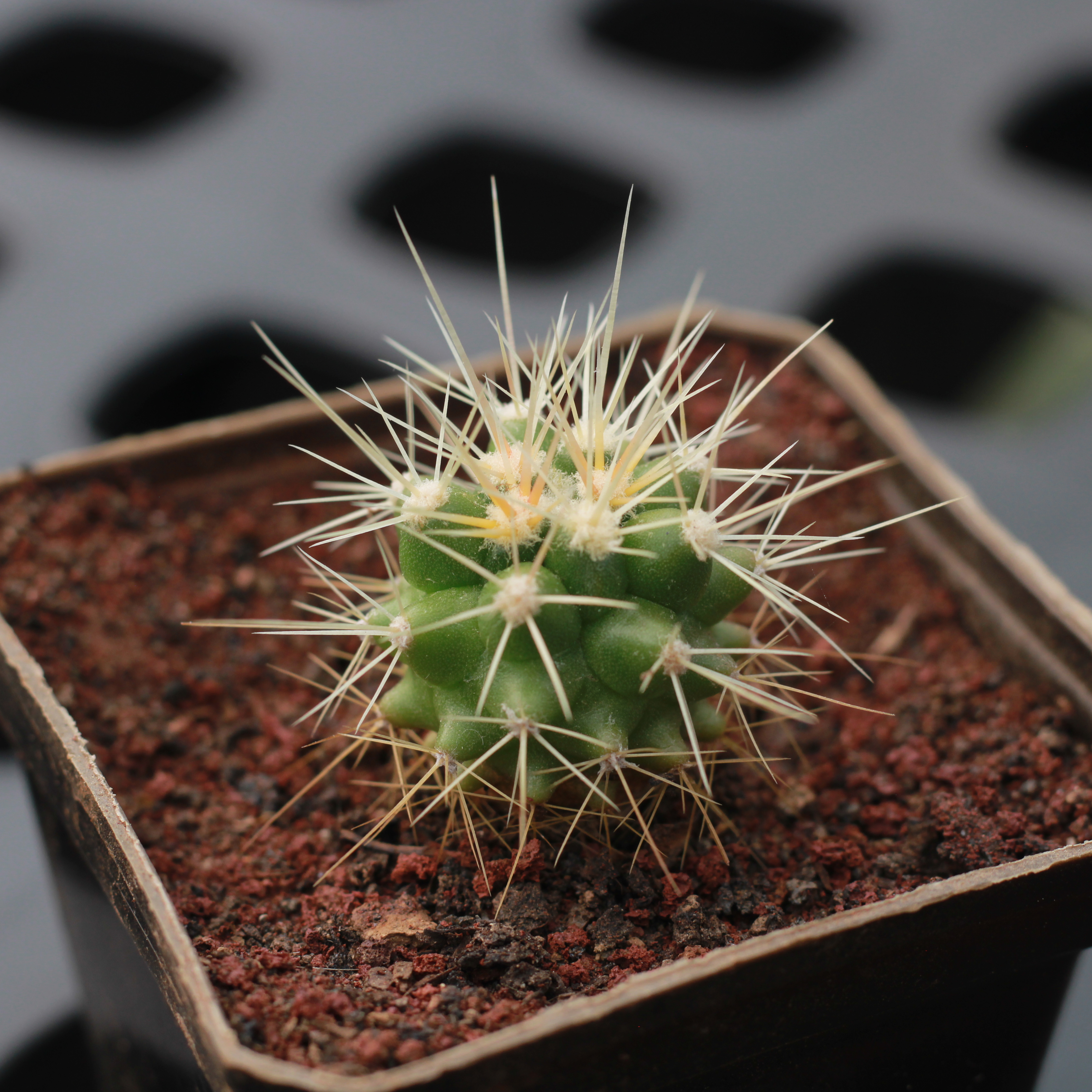 Echinocactus Grusonii