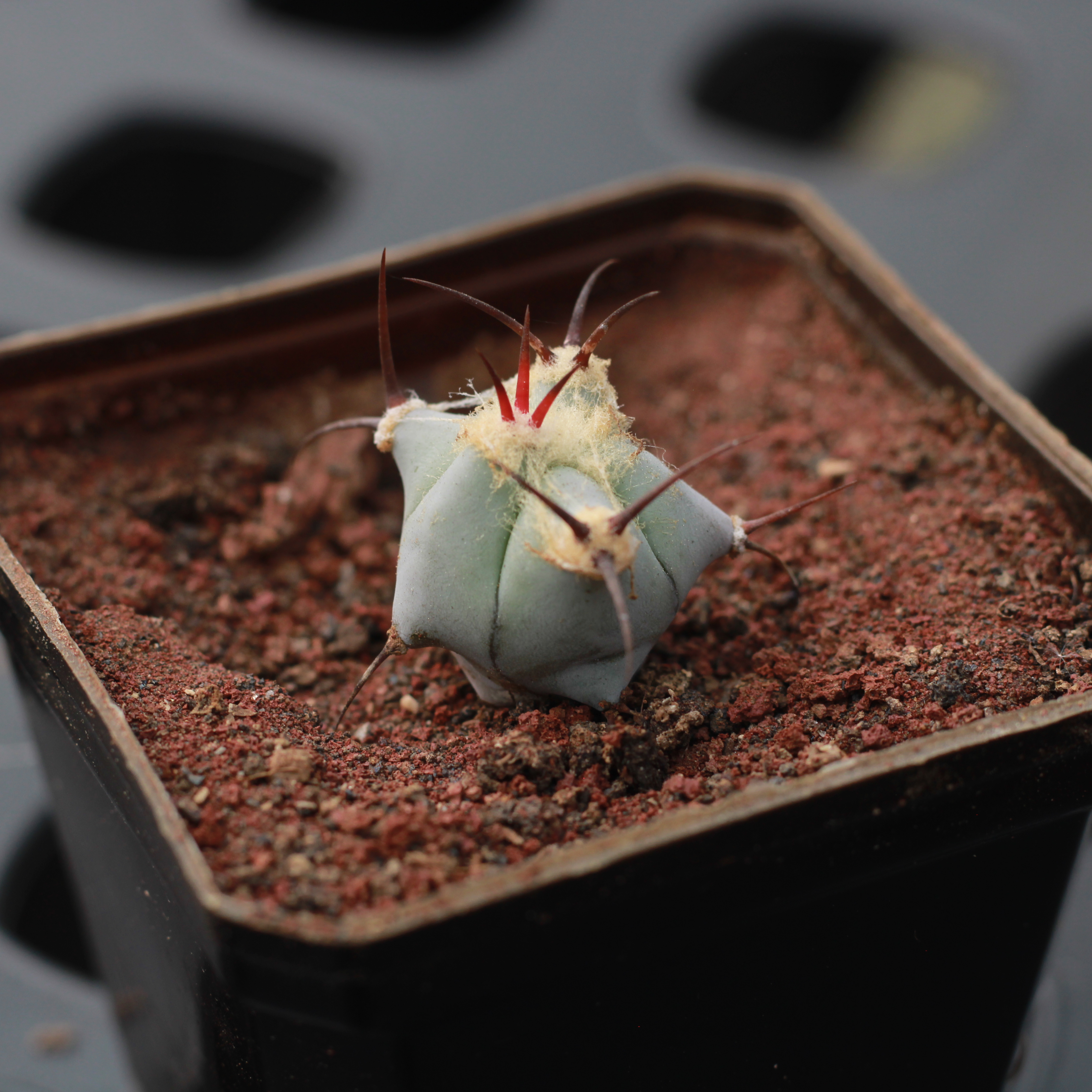 Echinocactus Platyacanthus