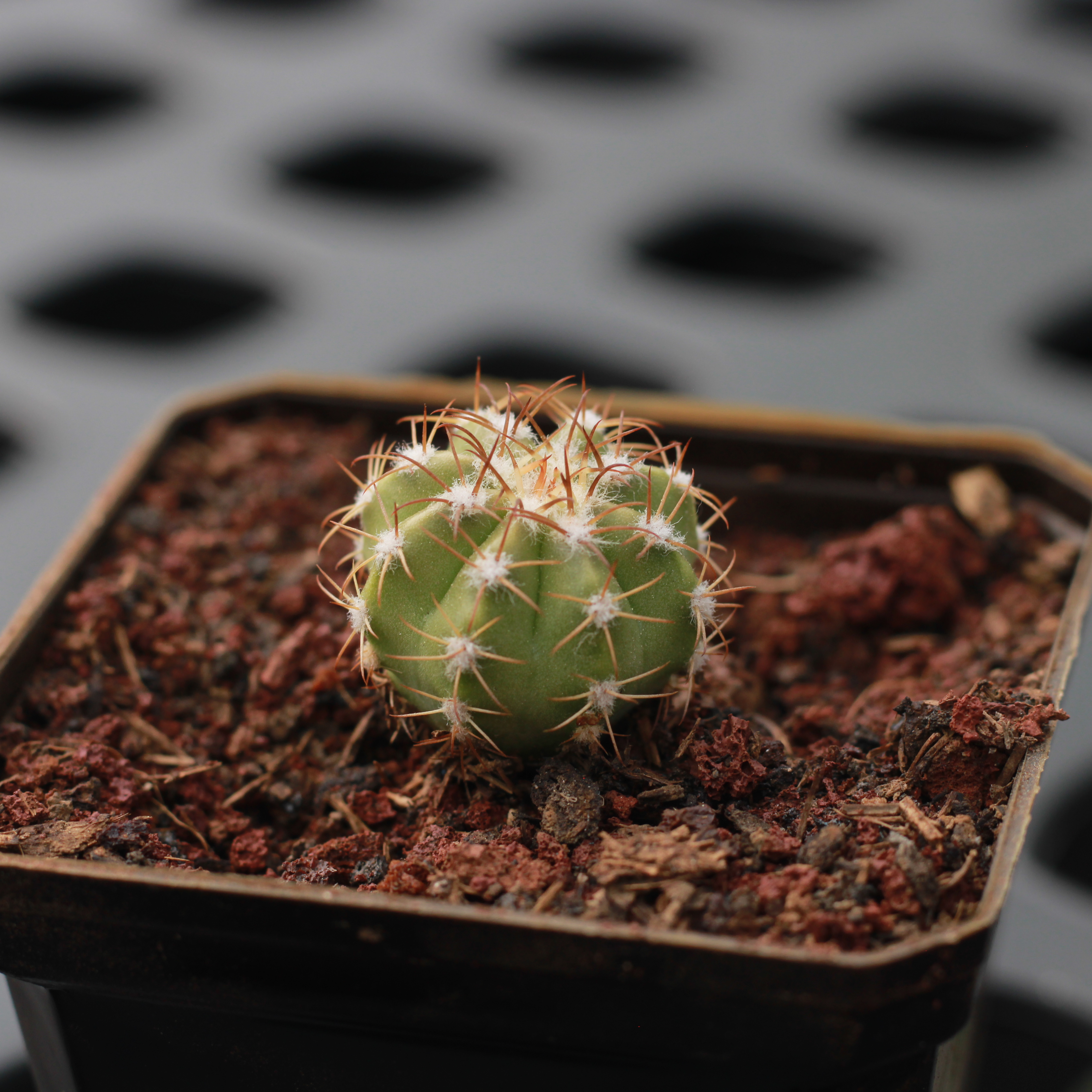 Melocactus Matanzanus