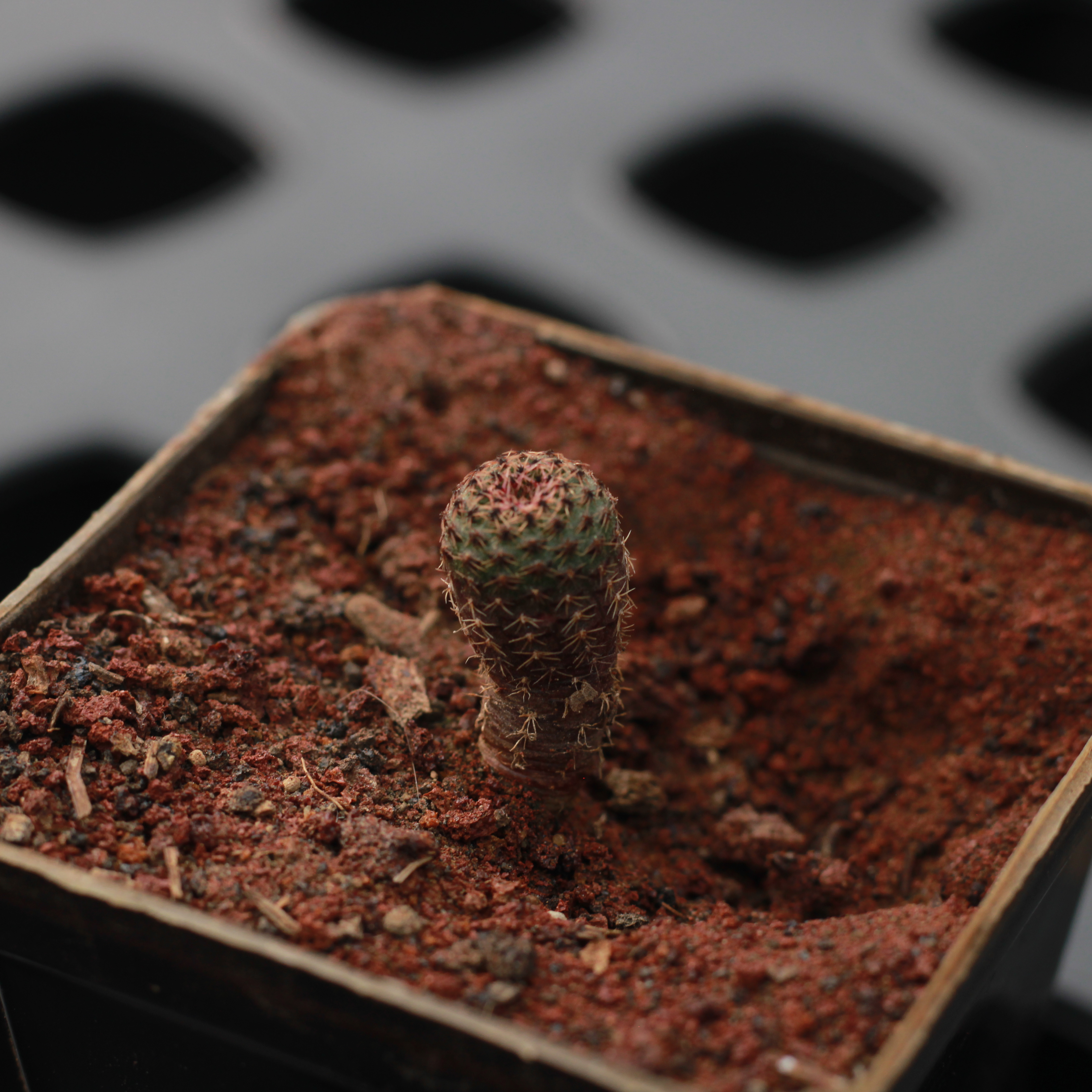 Sulcorebutia rauschii