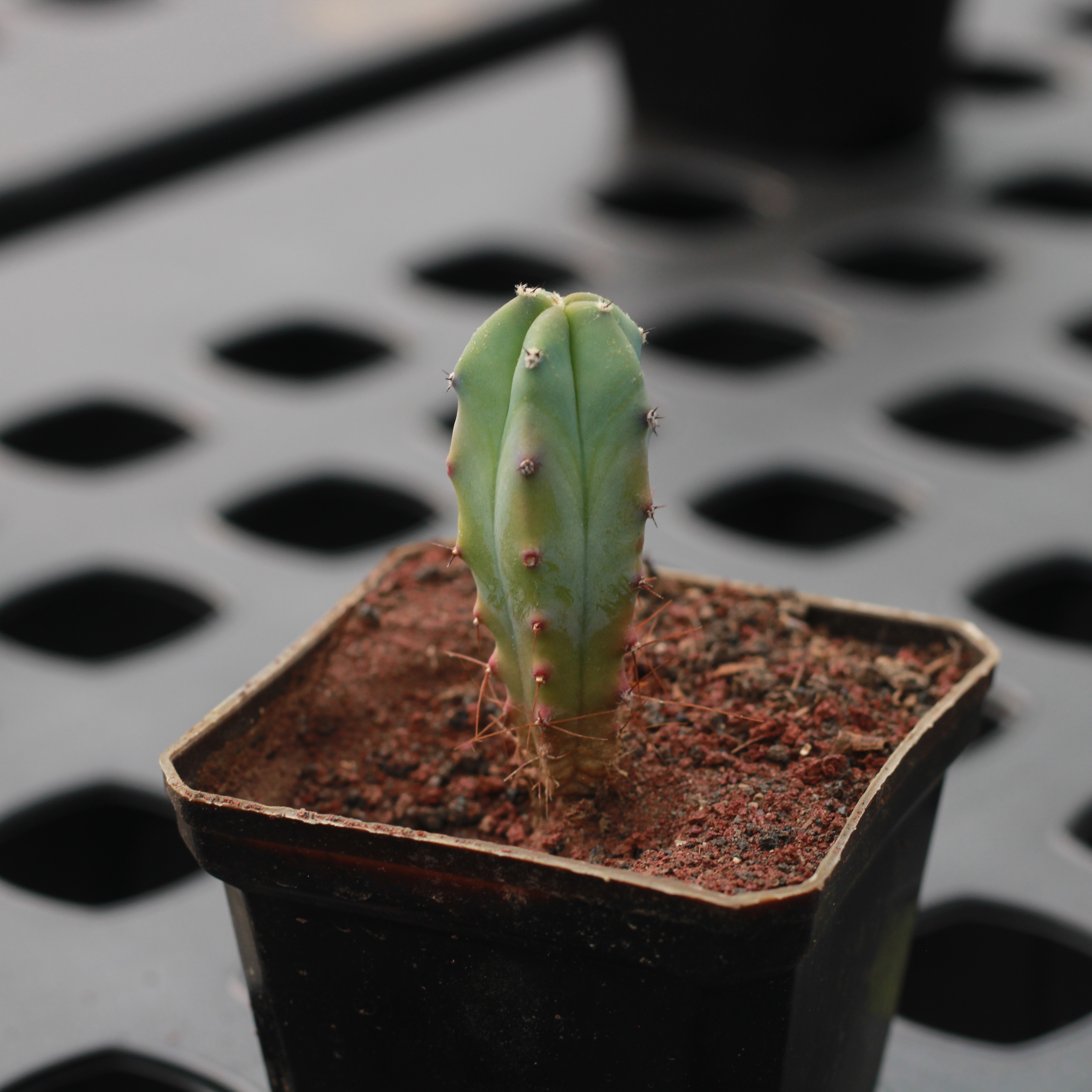 Myrtillocactus geometrizans