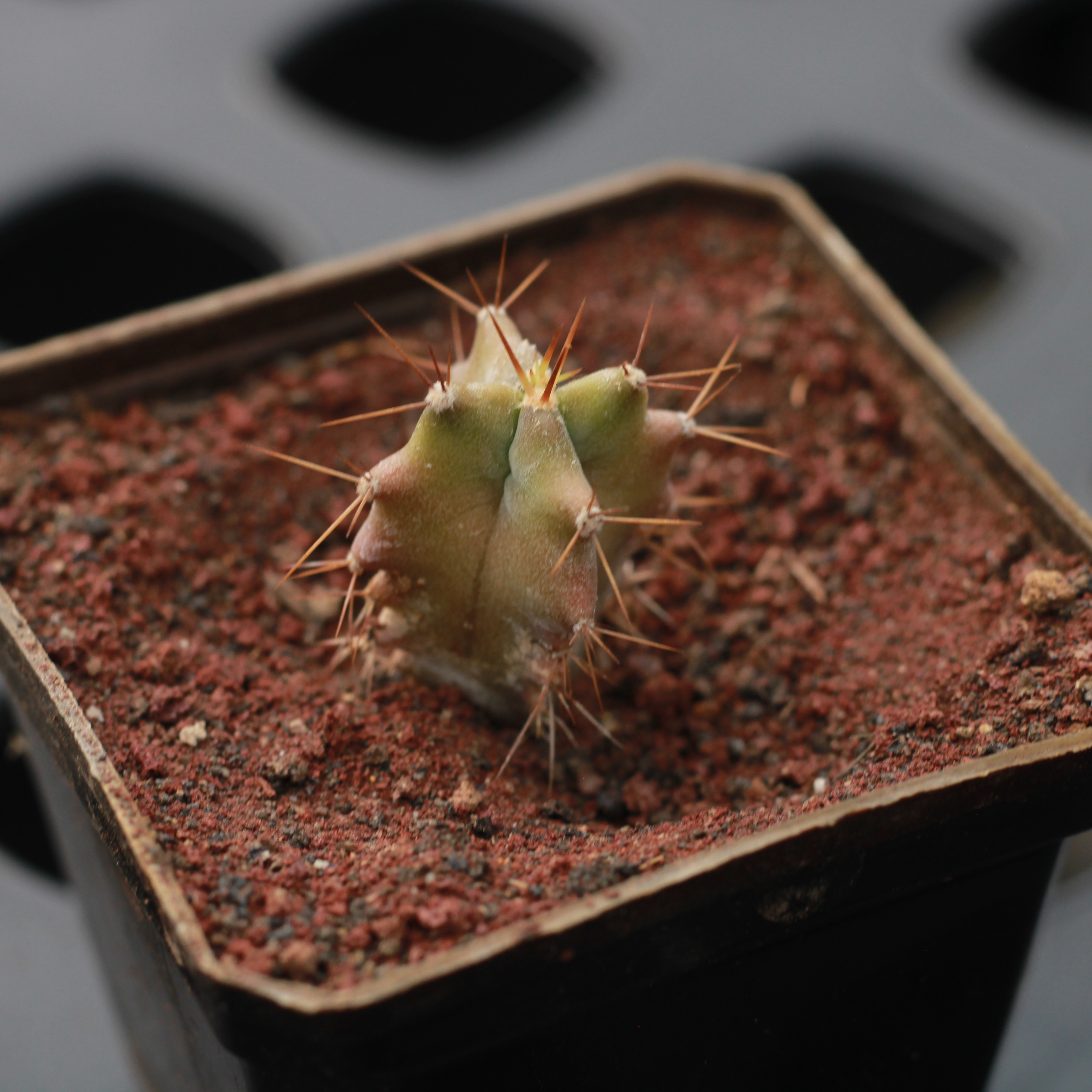 Stenocereus pruinosus