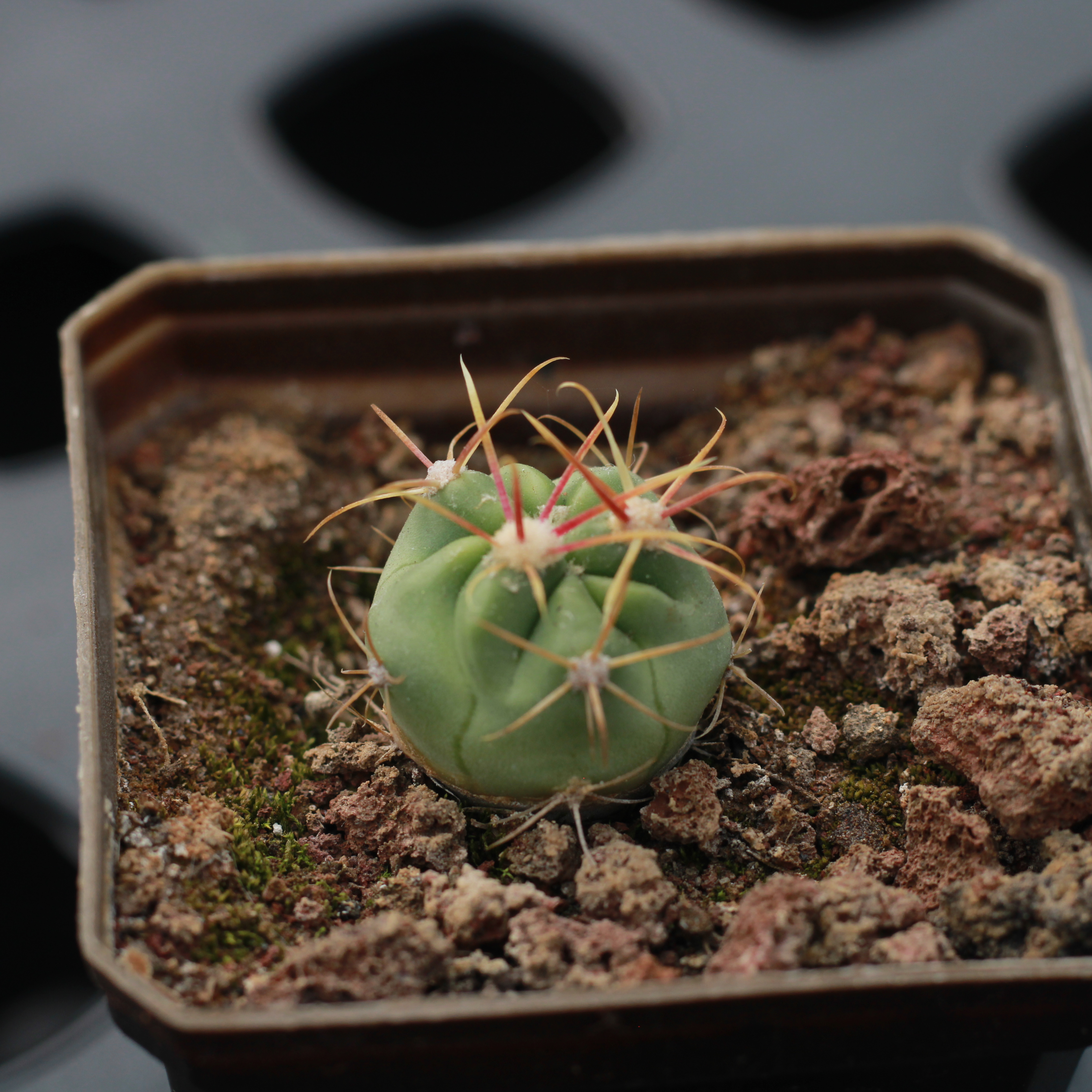 Ferocactus latispinus